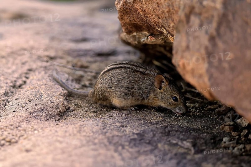 Typical striped grass mouse (Lemniscomys striatus), adult, foraging, feeding, Mountain Zebra NP, Eastern Cape, South Africa