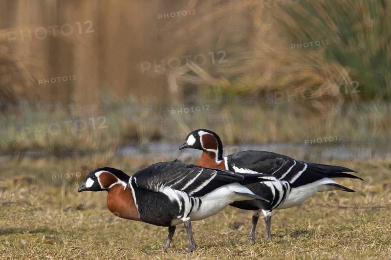 Red-breasted Goose, Branta ruficollis, Bernache à cou roux, Barnacla Cuellirroja, NSG Der Spieß, district of Worms, Rhineland-Palatinate, Germany