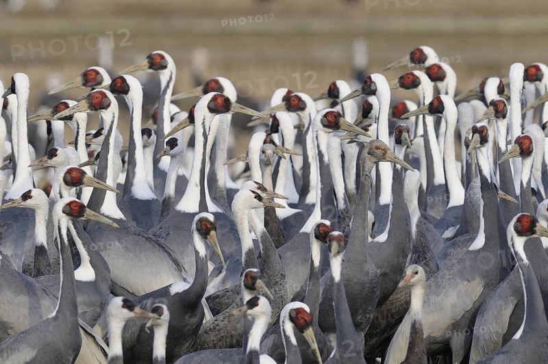 White-naped Crane (Antigone vipio), Arasaki, Japan