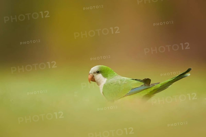 Monk Parakeet (Myiopsitta monachus), Spain
