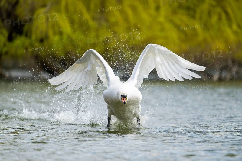 Mute swan (Cygnus olor) starting from the water, flying over a lake, Bavaria, Germany