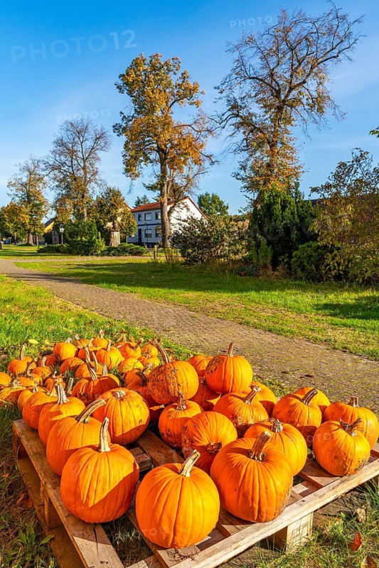 Ripe pumpkins lie on a pallet in front of a farm shop in the village of Rieben near Beelitz, Fläming, Brandenburg, Germany
