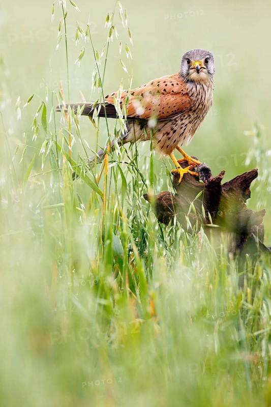 Common Kestrel (Falco tinnunculus) perched on a stump, Castile, Spain