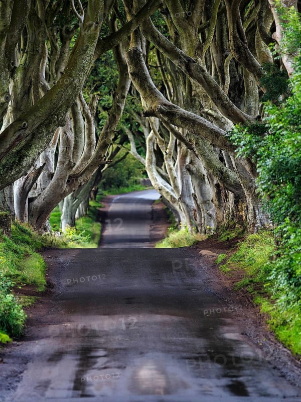 Famous beech avenue, The Dark Hedges, lonely tunnel avenue, mystical film set, film location for Game of Thrones, morning light, Ballymoney, County Antrim, Northern Ireland, Great Britain