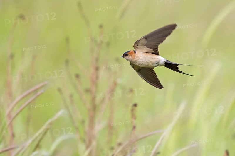 Rufous Swallow, (Cecropis rufula), Animals, Bird, Birds, Swallow, Swallow family, Lesbos, Greece