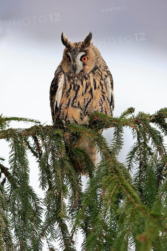 Long-eared owl (Asio otus), adult, on tree, in winter, snow, alert, Bohemian Forest, Czech Republic