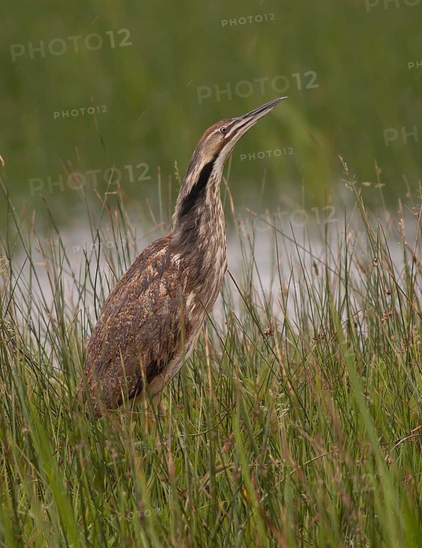 American Bittern (Botaurus lentiginosus), California, USA
