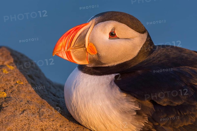 Atlantic Puffin (Fratercula arctica) on cliff, Iceland