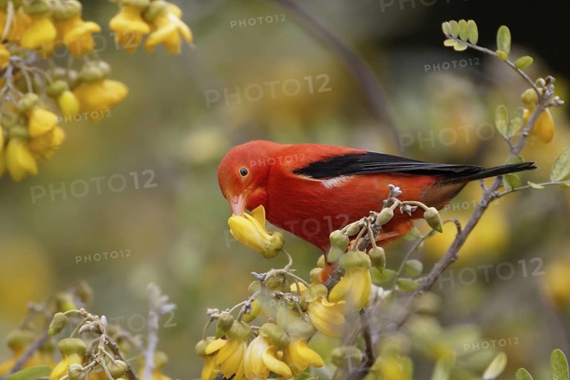 Photographed at Hakalau Forest NWR, Hawaii Island, Hawaii. This I'iwi in on a flowering endemic Mamane tree