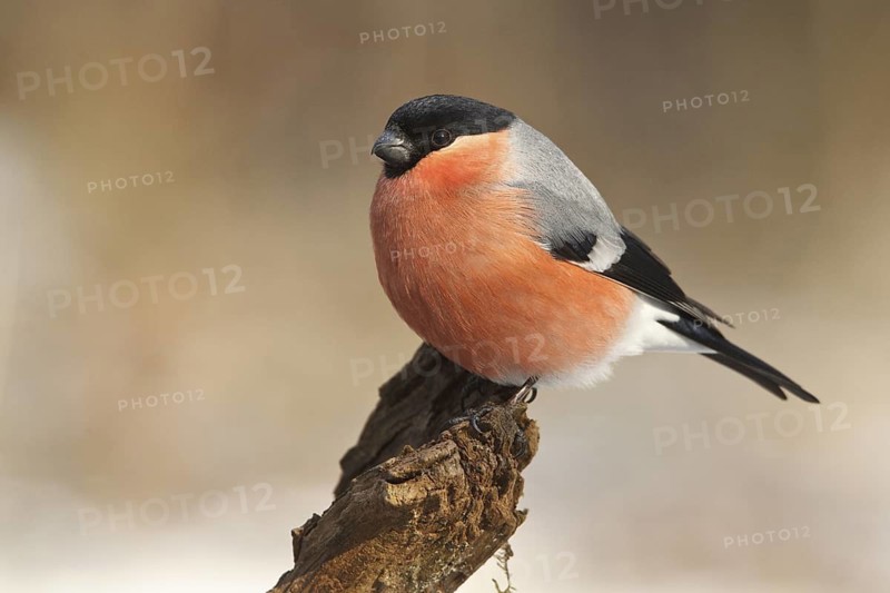 Eurasian Bullfinch (Pyrrhula pyrrhula) male, Rhineland-Palatinate, Germany