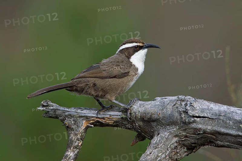 White-browed Babbler (Pomatostomus superciliosus), Victoria, Australia