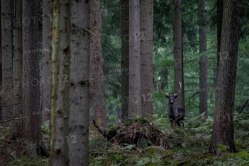 A black fallow deer (Dama dama) observes me despite camouflage, autumn, rut, fallow deer rut, October, Germany