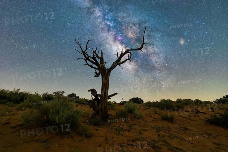 A stunning view of the Milky Way galaxy arcing above a barren, ancient tree in the Utah desert, USA, under a star-filled night sky