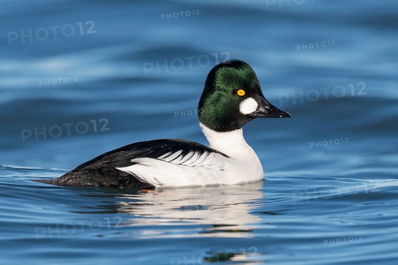 Common Goldeneye (Bucephala clangula) male, Alaska, USA