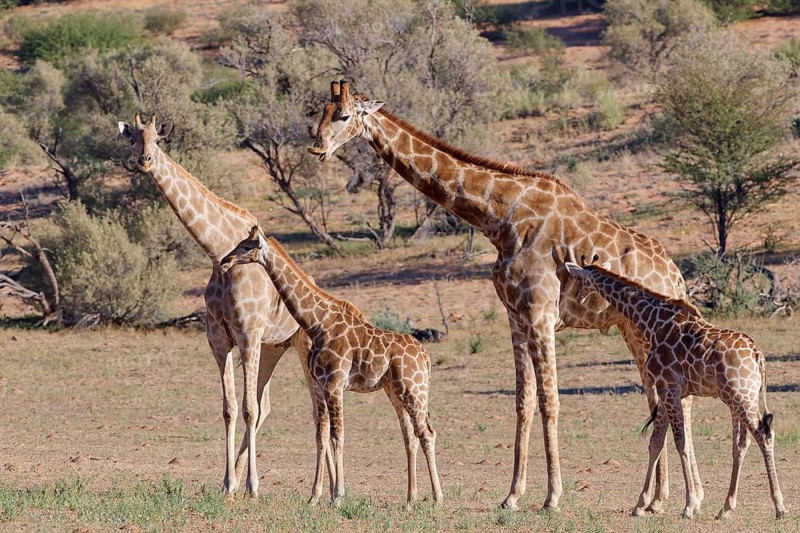 South African giraffes (Giraffa camelopardalis giraffa), two adult animals, male and female, with two young animals, standing in the dry Auob riverbed, Kgalagadi Transfrontier Park, Northern Cape, South Africa