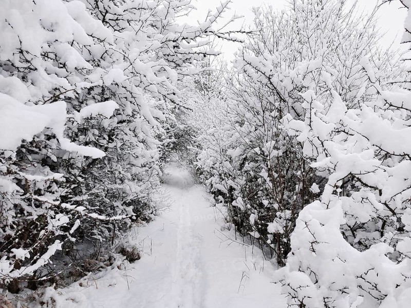 Narrow, snow-covered path through heavily snow-covered trees, Franconian Forest nature park Park