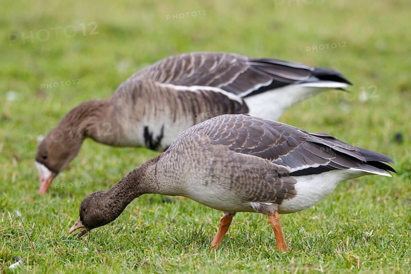 Greater White-fronted Goose (Anser albifrons) juvenile and adult, foraging, North Rhine-Westphalia, Germany
