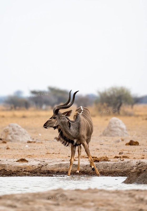 Greater kudu (Tragelaphus strepsiceros), adult male at the waterhole, Nxai Pan National Park, Botswana