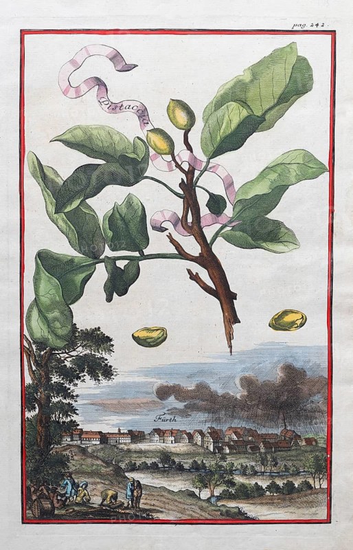 Rural scene, thundercloud over Fürth, pistachio (Pistacia vera), hand-coloured copper engraving or copper etching by Johann Christoph Volkamer or Volckamer, from Nürnbergische Hesperides oder gründliche Beschreibung der Edlen Citronat, Citronen, und Pomerantzen-Früchte, Nuremberg 1708, 1714