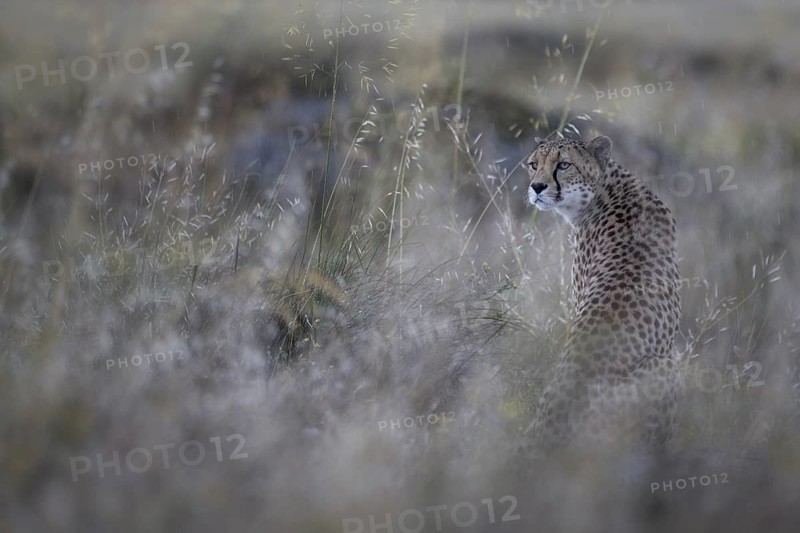 Cheetah (Acinonyx jubatus) captive, male in rain, Castile-La Mancha, Spain
