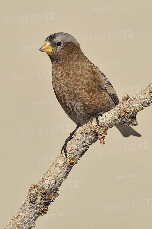 Grey-crowned Rosy Finch (Leucosticte tephrocotis), New Mexico, USA