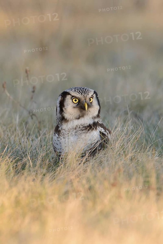 Northern Hawk-Owl (Surnia ulula), Saxony, Germany