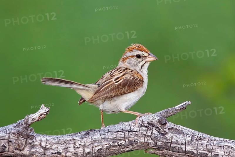 Rufous-winged Sparrow Peucaea carpalis Santa Rita Mountains, Santa Cruz County, Arizona, United States 6 September Adult Emberizidae