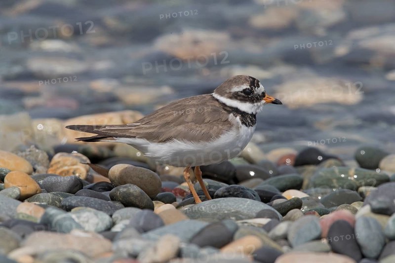 Common Ringed Plover (Charadrius hiaticula), Wales, United Kingdom