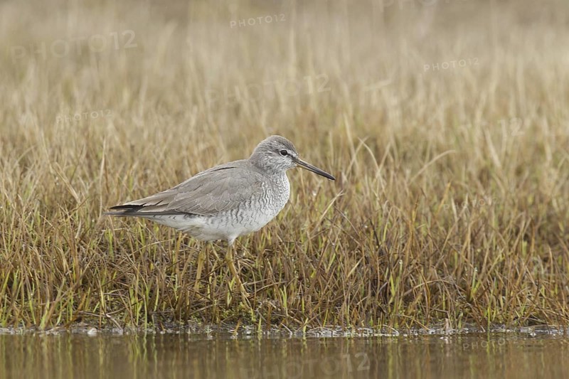 Grey-tailed Tattler (Tringa brevipes), Alaska, USA