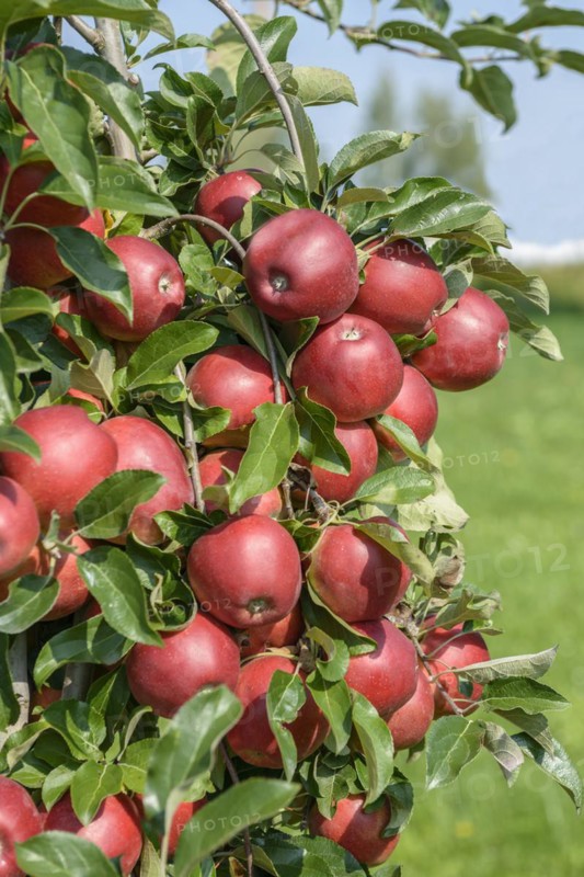 Apple (Malus domestica 'Gemini'), Bundessortenamt Prüfstelle Wurzen, Wurzen, Saxony, Germany