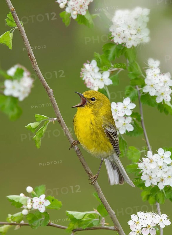 Pine Warbler (Setophaga pinus) male singing from a flowering twig, Texas, USA