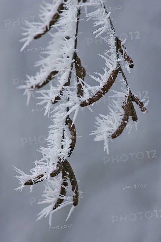 Ice crystal hanging on birch tree in winter, Brandenburg, Germany