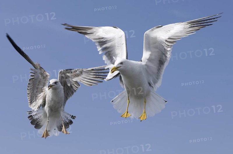Lesser Black-backed Gull (Larus fuscus) flying, Texel, Netherlands