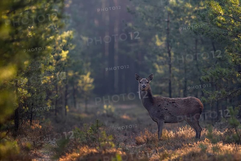 The right spot is chosen, after a few minutes the first red deer (Cervus elaphus) stands in the forest aisle, frost, cold, hoarfrost, morning sun, Germany