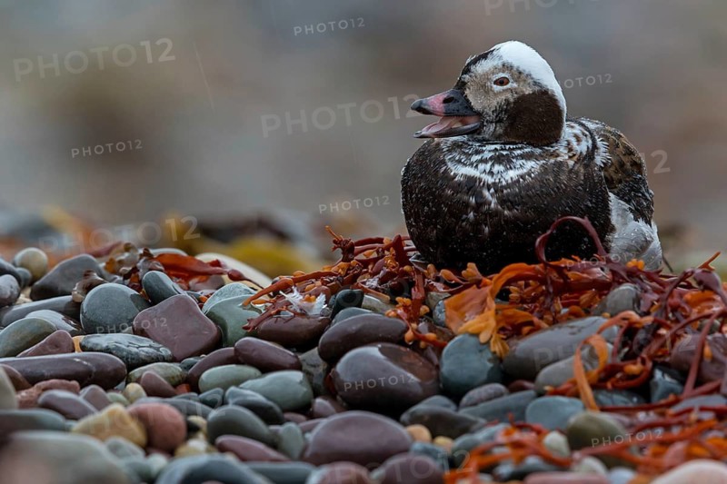 Eisente, Long-tailed Duck, Oldsquaw, Clangula hyemalis, Harelde boréale, Harelde de Miquelon, Pato Havelda