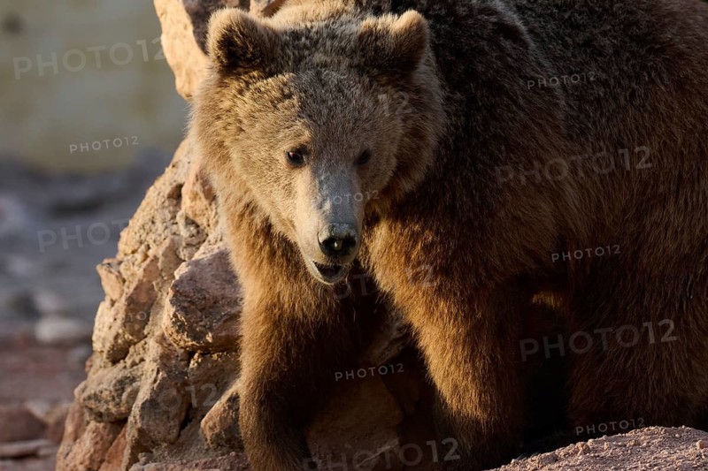 A brown bear stands near a rocky formation, gazing into the distance. Its thick fur is highlighted by the sunlight, capturing the essence of wildlife in its wild sanctuary