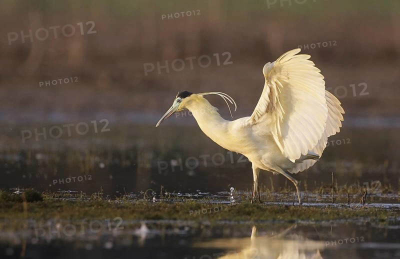 Capped Heron (Pilherodius pileatus) foraging, Mato Grosso, Brazil