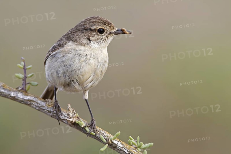 Canary Islands Stonechat (Saxicola dacotiae) female, Fuerteventura, Spain