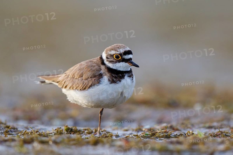 Little Ringed Plover (Charadrius dubius) female, North Rhine-Westphalia, Germany