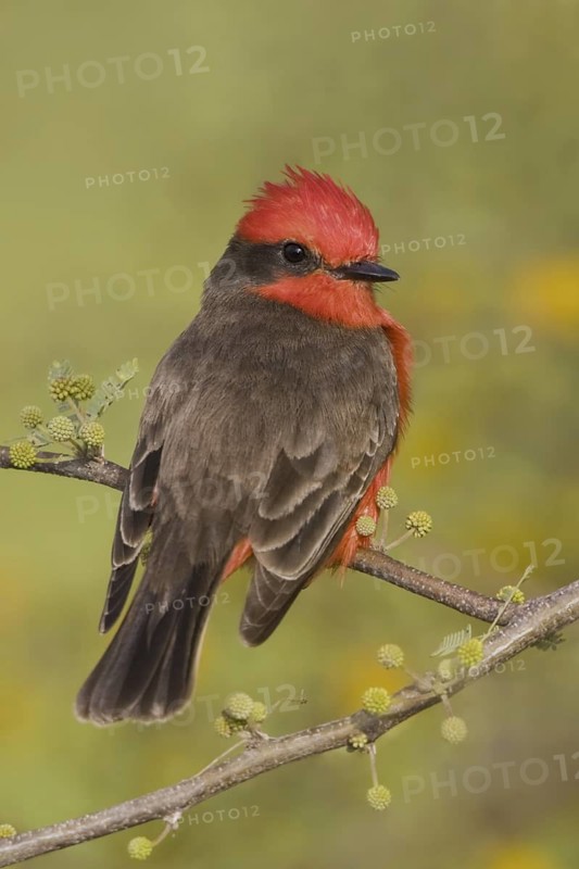 Vermilion Flycatcher (Pyrocephalus rubinus), Texas, USA