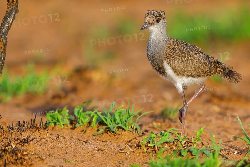 Lapwing (Vanellus lugubris), animals, birds, biotope, habitat, foraging, wader, plover family, Mkuze Game Reserve, Mkuze, KwaZulu-Natal, S¸dafrica