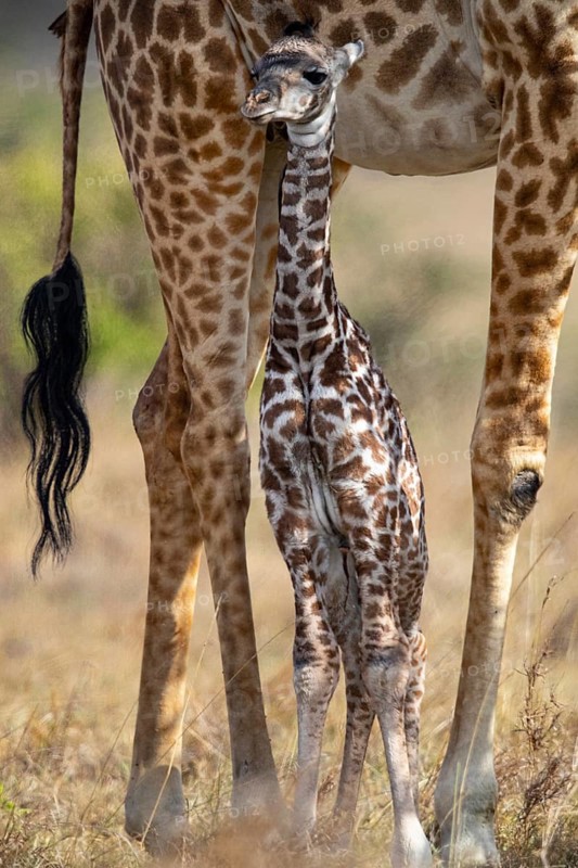 Masai giraffe (Giraffa c. tippelskirchi) Masai Mara Kenya