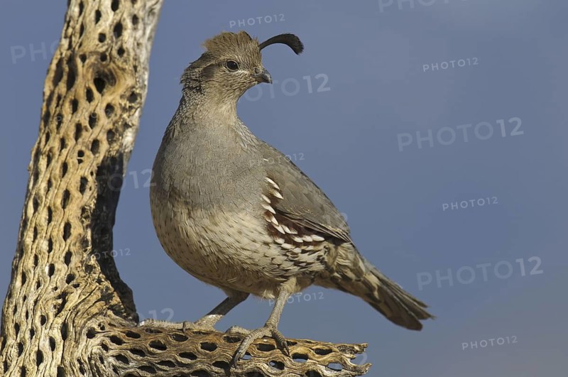 Gambel's Quail (Callipepla gambelii) female, Arizona, USA