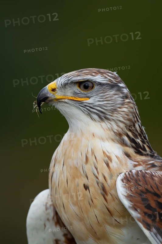 Ferruginous hawk (Buteo regalis) adult bird of prey head portrait, England, United Kingdom - Captive