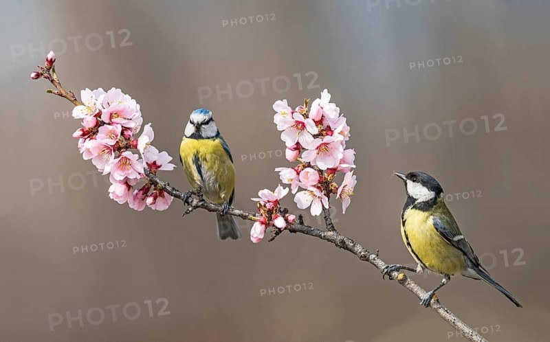 Eurasian Blue Tit & Great Tit (Cyanistes caeruleus & Parus major) perched in flowering almond tree, Aosta Valley, Italy