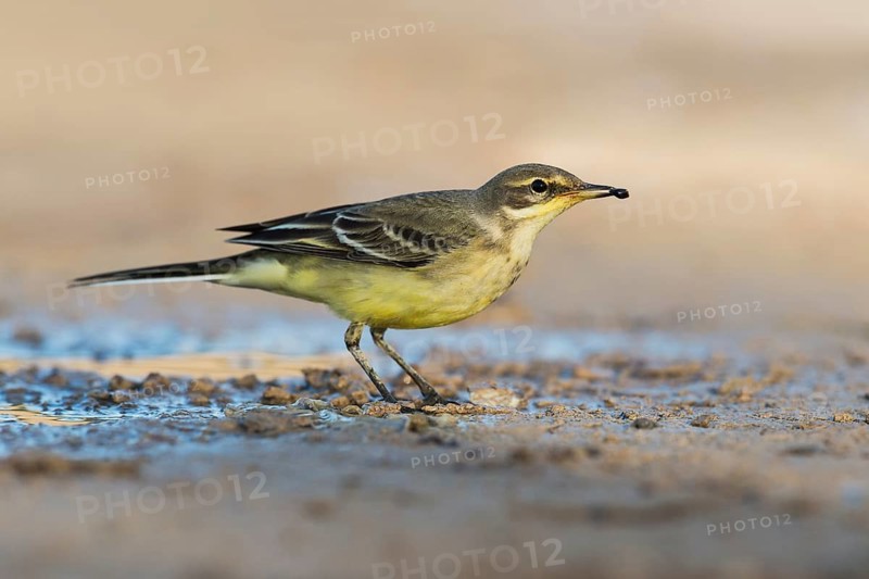 Western Yellow Wagtail (Motacilla flava), Eilat, Israel