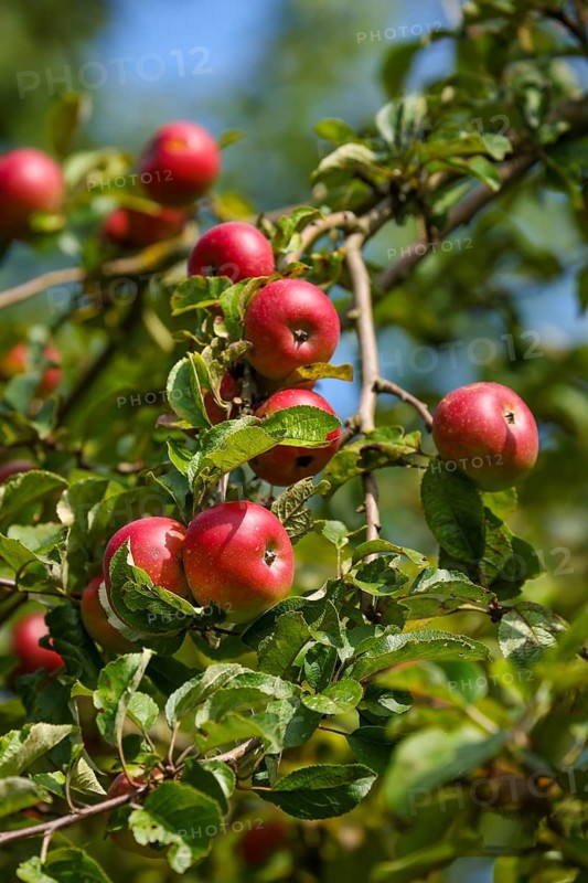 Schwerte, North Rhine-Westphalia, Germany, Ripe apples on a tree in a meadow orchard