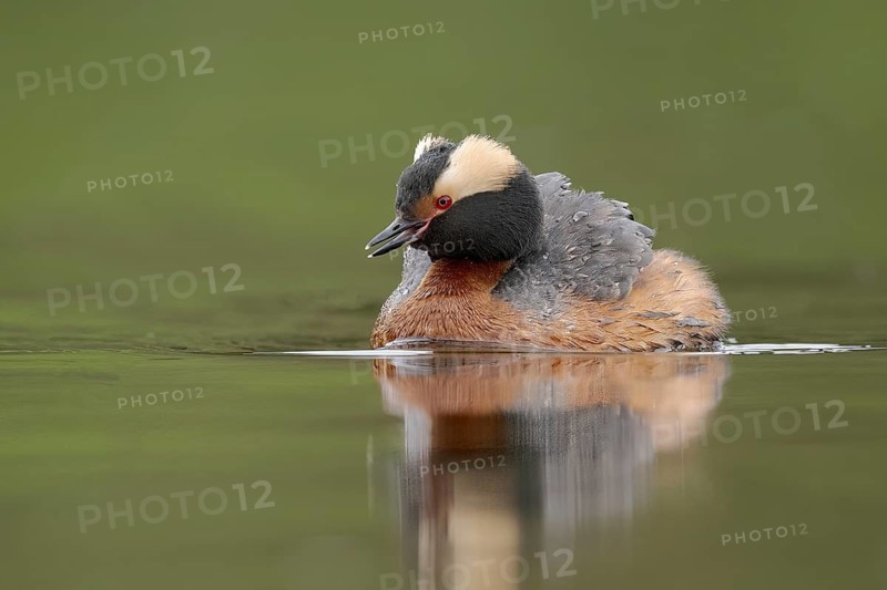 Horned Grebe (Podiceps auritus), Alaska, USA