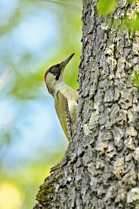 Green woodpecker (Picus viridis), female on a tree trunk, Canton Zug, Switzerland