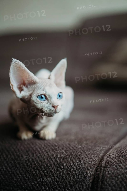 A white Devon Rex cat with striking blue eyes relaxes on a textured brown surface. Its large ears and wavy coat give it a unique appearance, making it a fascinating subject